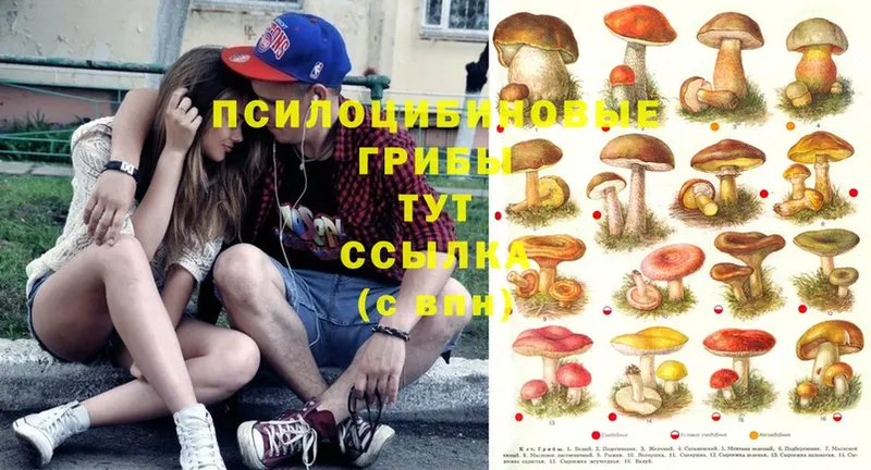 где купить наркоту  Новое Девяткино  Псилоцибиновые грибы Psilocybe 