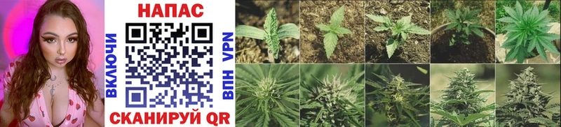 Канабис SATIVA & INDICA  купить  сайты  маркетплейс наркотические препараты  Новое Девяткино 